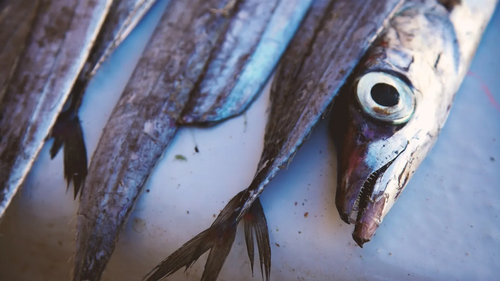 Best Car de Marrakech au Sahara